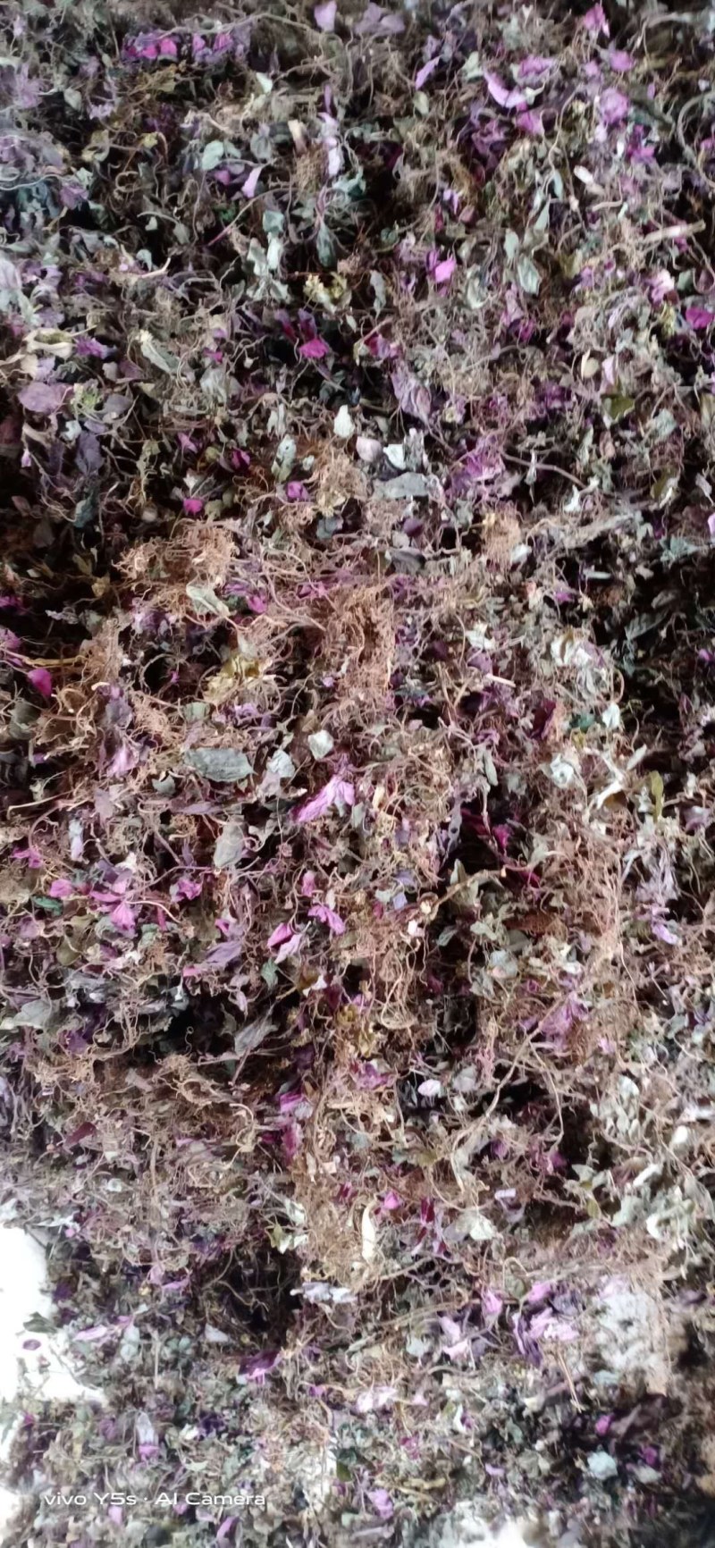 风柜斗草
