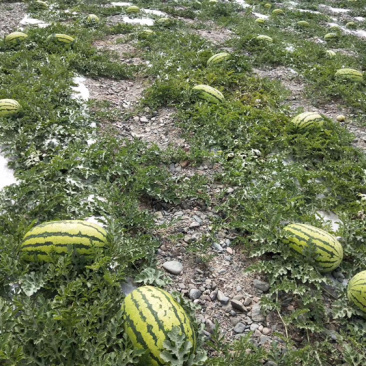 硒砂瓜