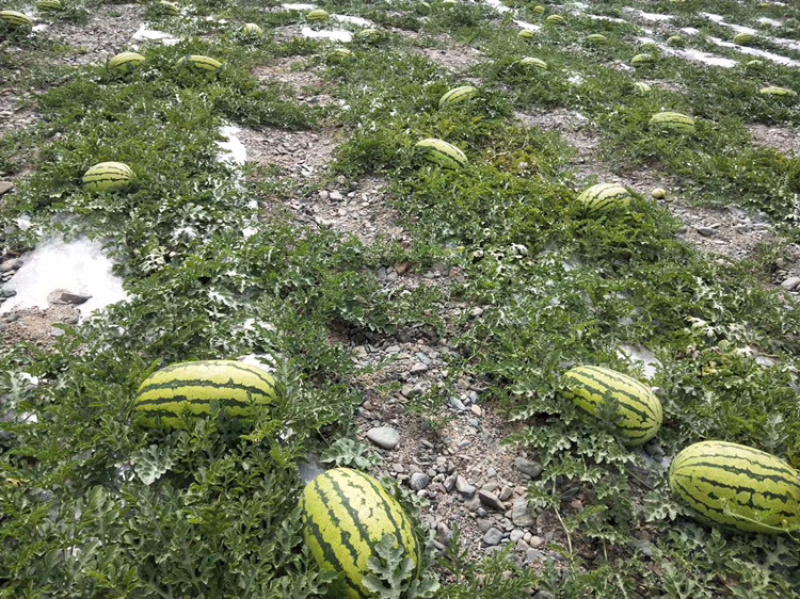 硒砂瓜