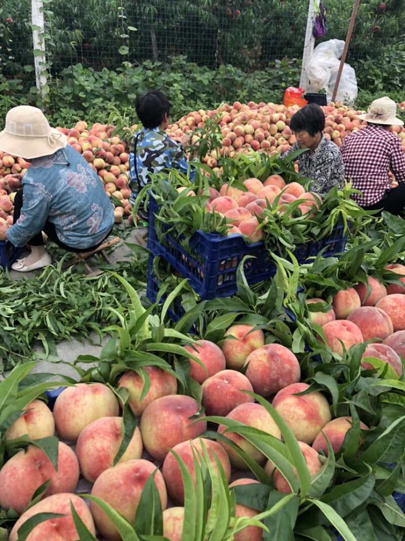 苍霜早生桃，个大，艳色好，又脆又甜，耐运输
