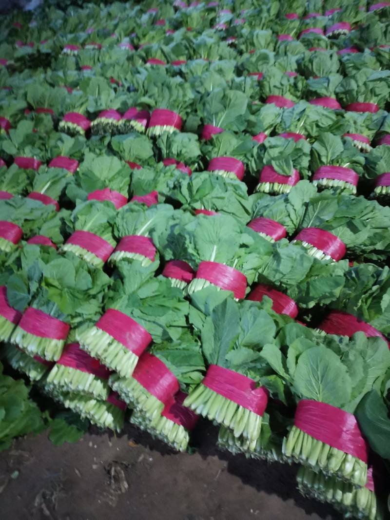 精品小白菜优质供应，量大无虫眼，产地批发，价格便宜