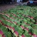 精品小白菜优质供应,量大无虫眼,产地批发,价格便宜