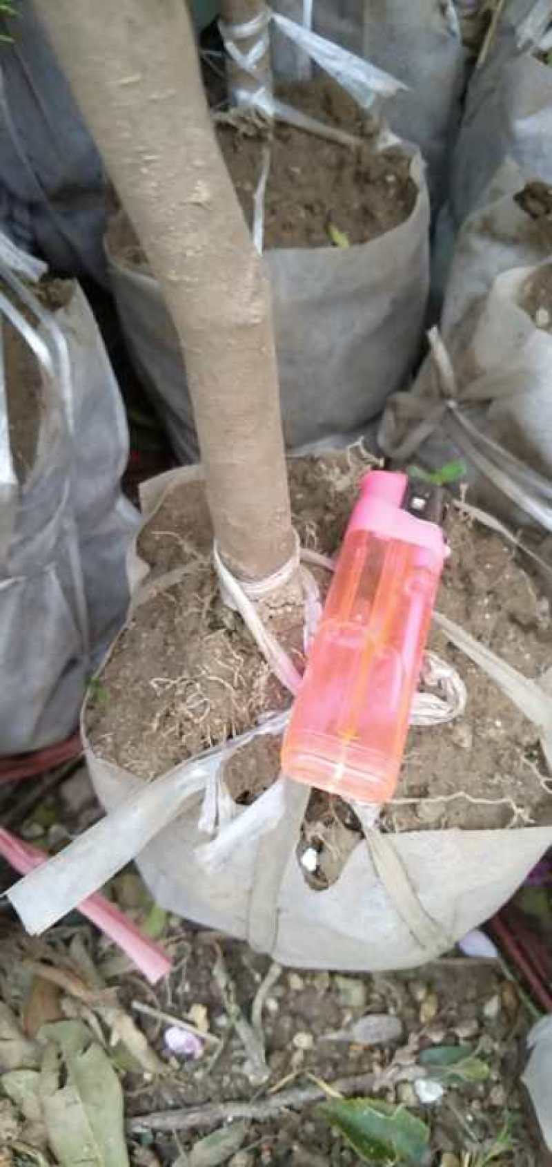 湘林糸良种嫁接《德字一号》油茶树，红果大籽实，出油率高，