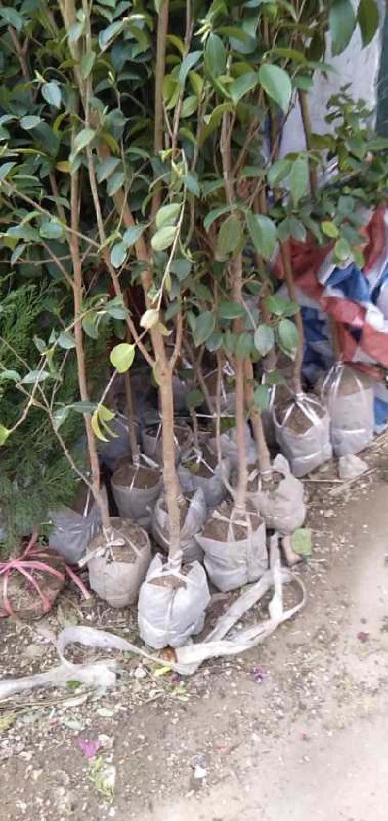 湘林糸良种嫁接《德字一号》油茶树，红果大籽实，出油率高，