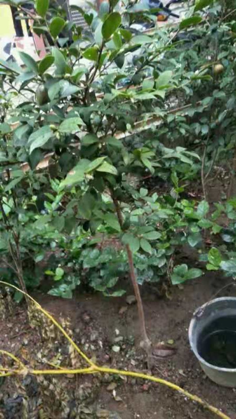 湘林糸良种嫁接《德字一号》油茶树，红果大籽实，出油率高，