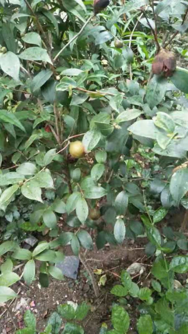 湘林糸良种嫁接《德字一号》油茶树，红果大籽实，出油率高，