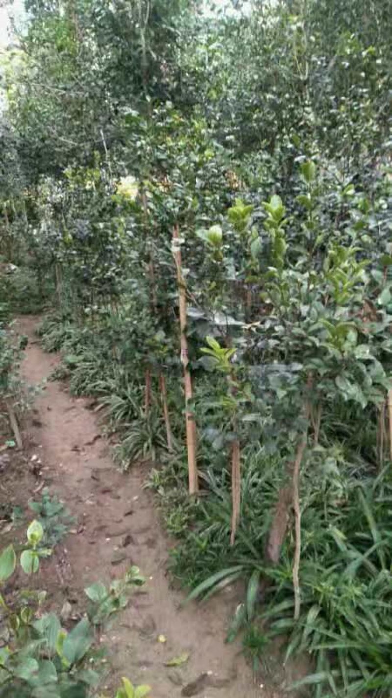 湘林糸良种嫁接《德字一号》油茶树，红果大籽实，出油率高，