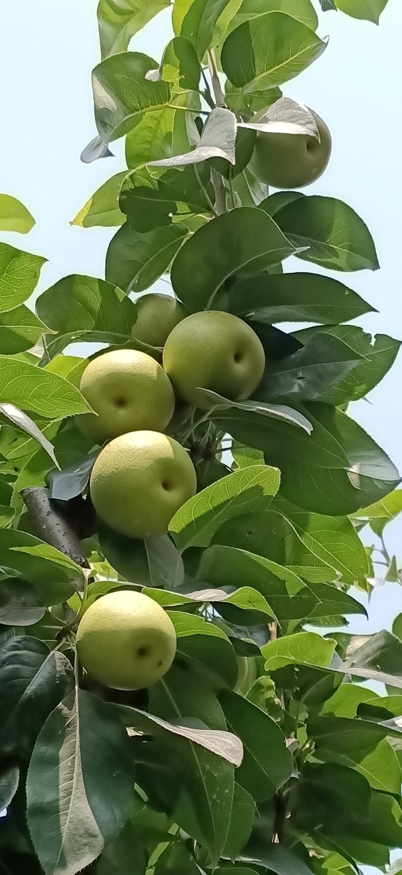 园黄梨，自家种植户！一条龙服务！！套袋果上市了，7月