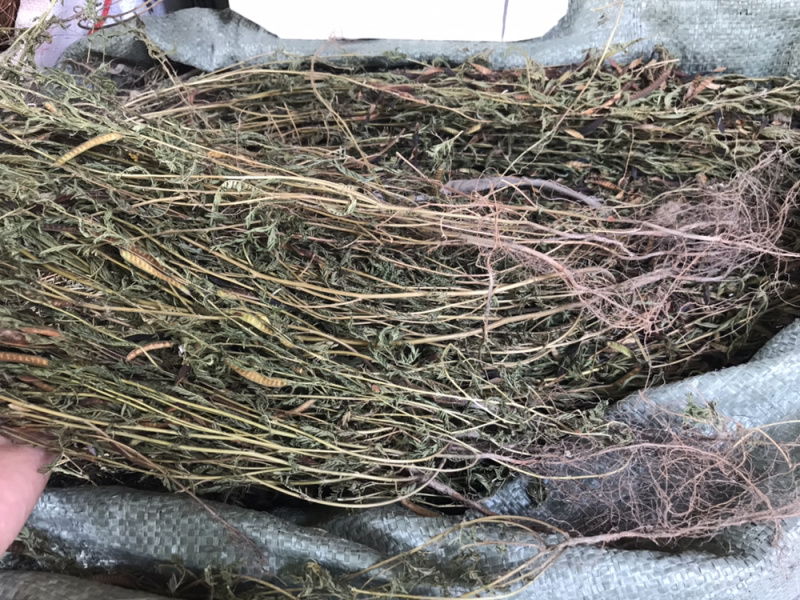软肝草中草药肝炎草新货干货软肝草铁甲草益肝草支持一件代发