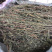 软肝草中草药肝炎草新货干货软肝草铁甲草益肝草支持一件代发