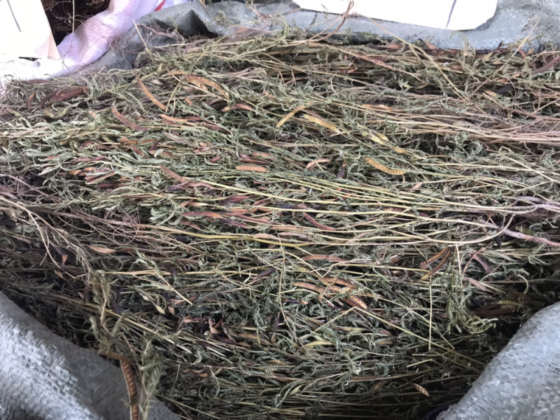 软肝草中草药肝炎草新货干货软肝草铁甲草益肝草支持一件代发