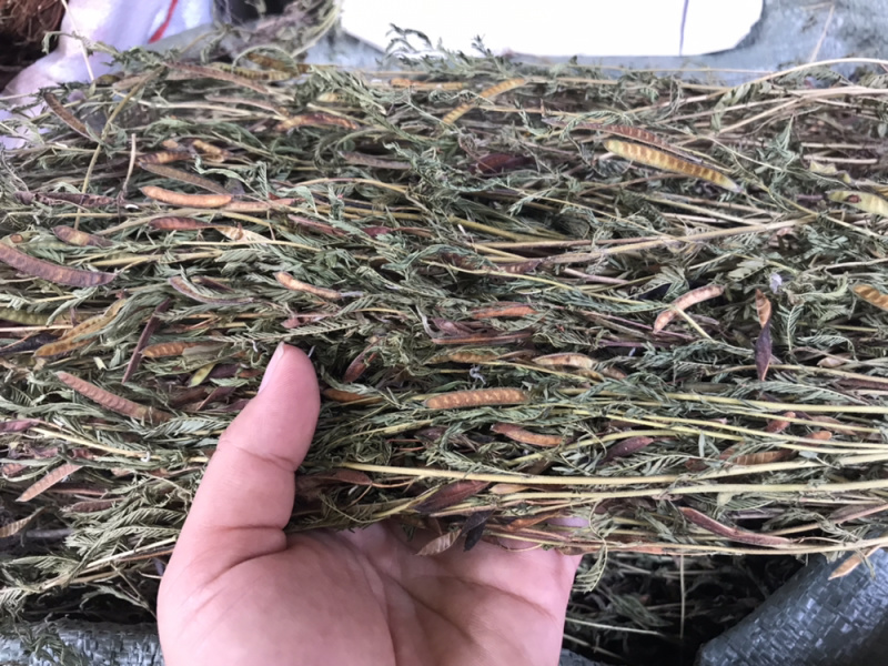 软肝草中草药肝炎草新货干货软肝草铁甲草益肝草支持一件代发