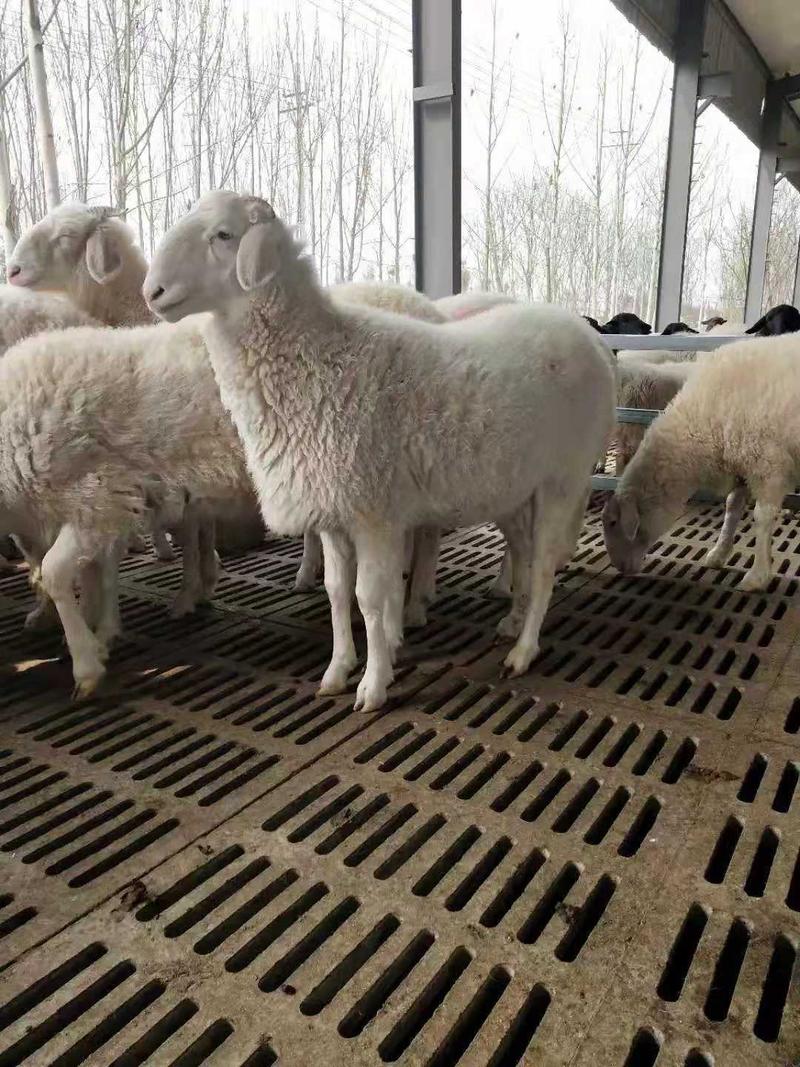 努比亚羊羔，种羊，肉羊免费运输。包成活，