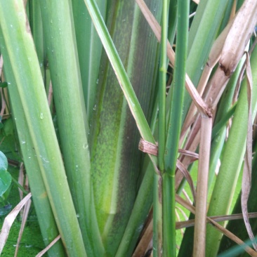 高山美人茭