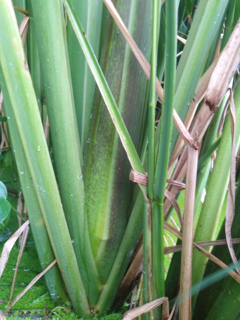 高山美人茭