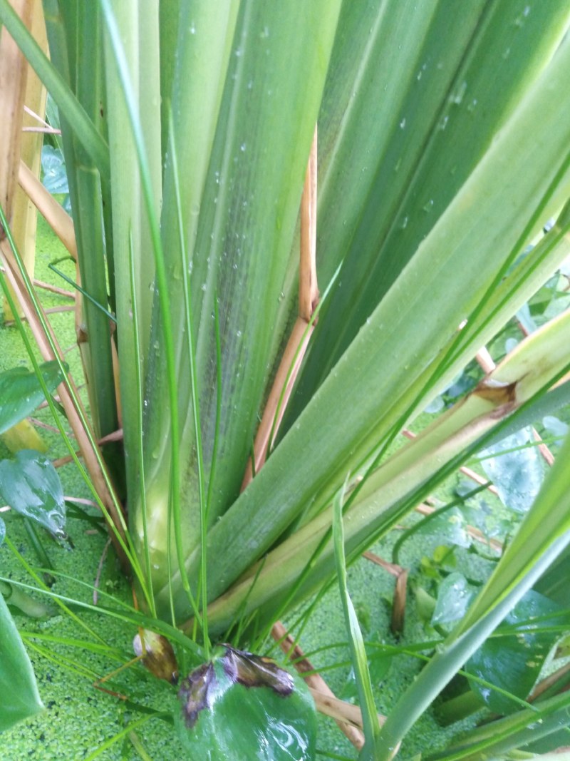 高山美人茭