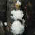湖北随州无根椴木小银耳出胶率高软糯
