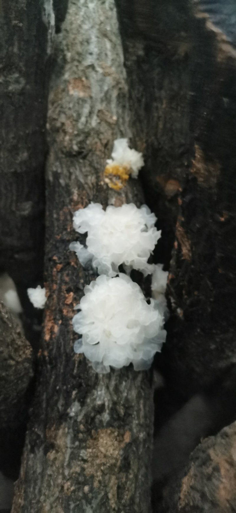 湖北随州无根椴木小银耳出胶率高软糯