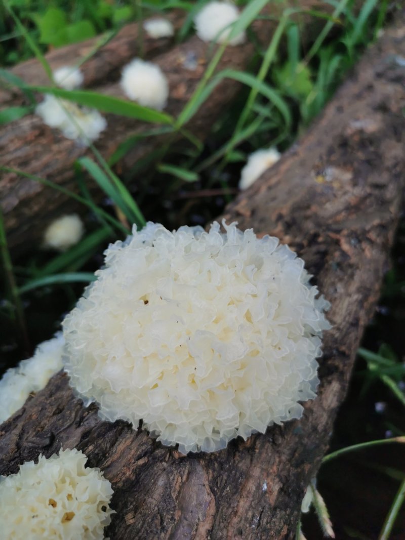 湖北随州无根椴木小银耳出胶率高软糯