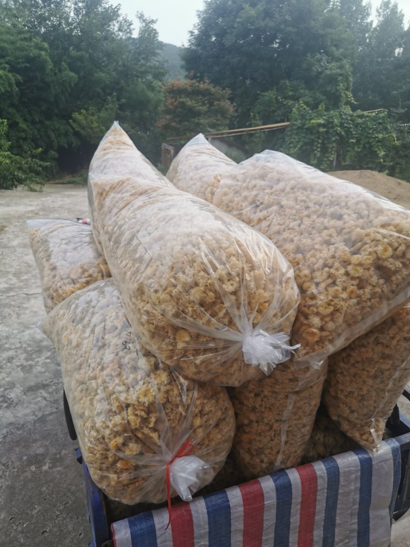 湖北随州无根椴木小银耳出胶率高软糯