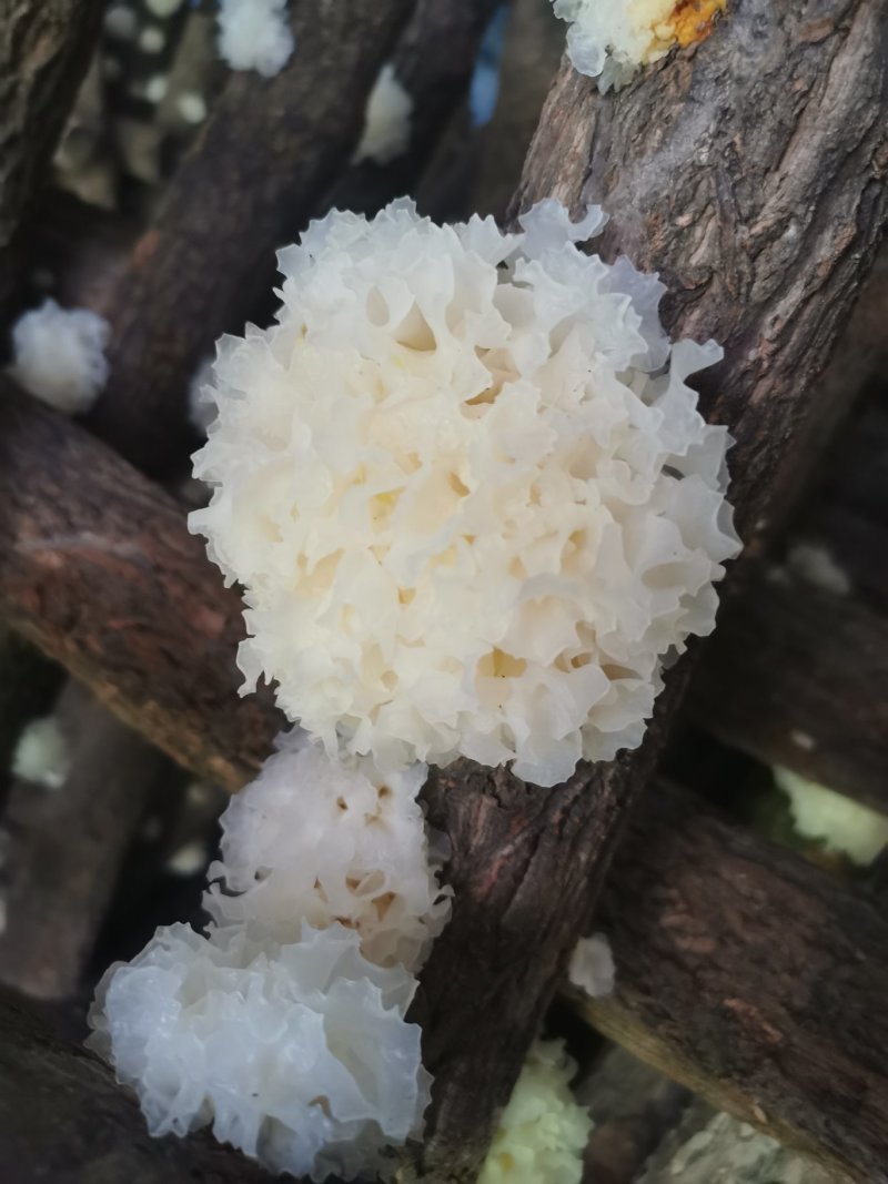 湖北随州无根椴木小银耳出胶率高软糯