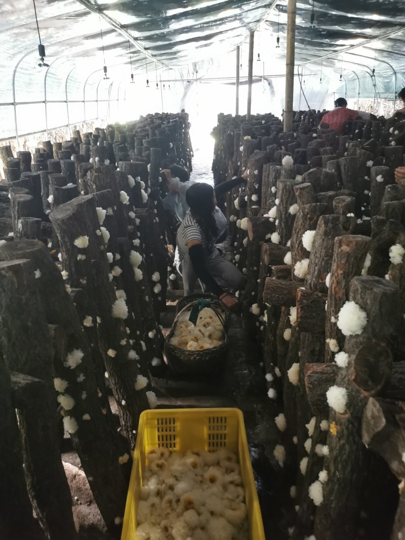 湖北随州无根椴木小银耳出胶率高软糯