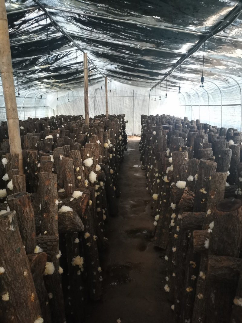 湖北随州无根椴木小银耳出胶率高软糯