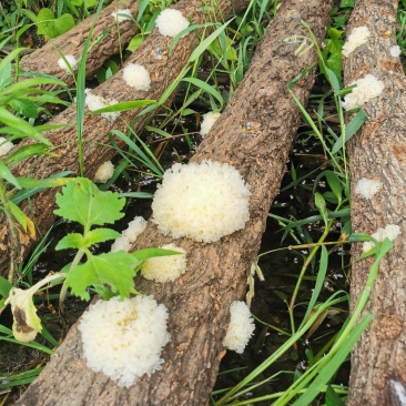 湖北随州无根椴木小银耳出胶率高软糯