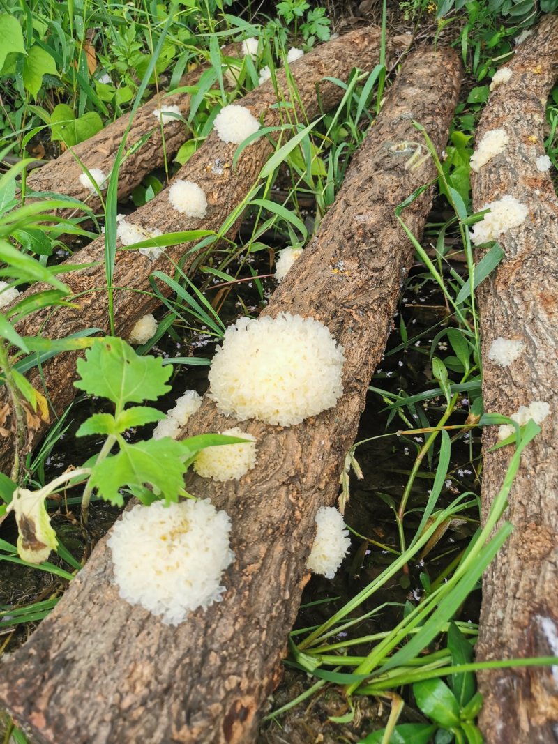 湖北随州无根椴木小银耳出胶率高软糯