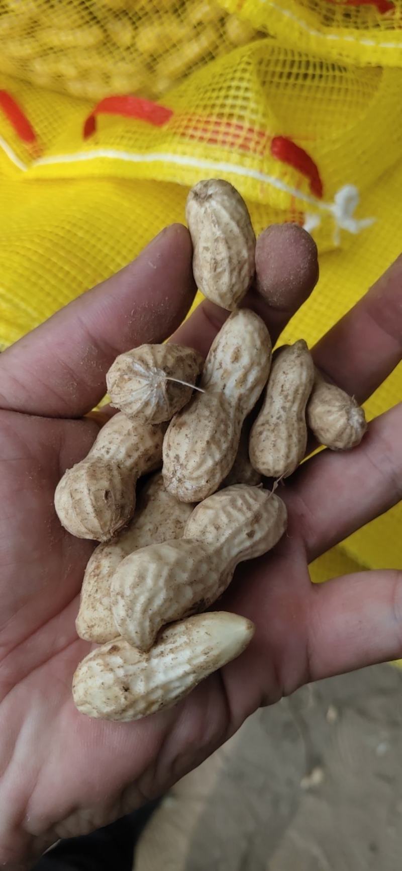 开封大果花生已经上市，欢迎新老朋友来电咨询