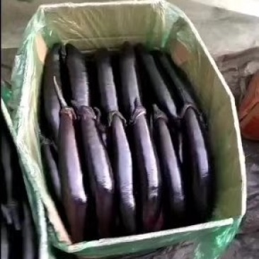 黑长茄紫把黑长茄产地直销货源充足物美价廉欢迎采购