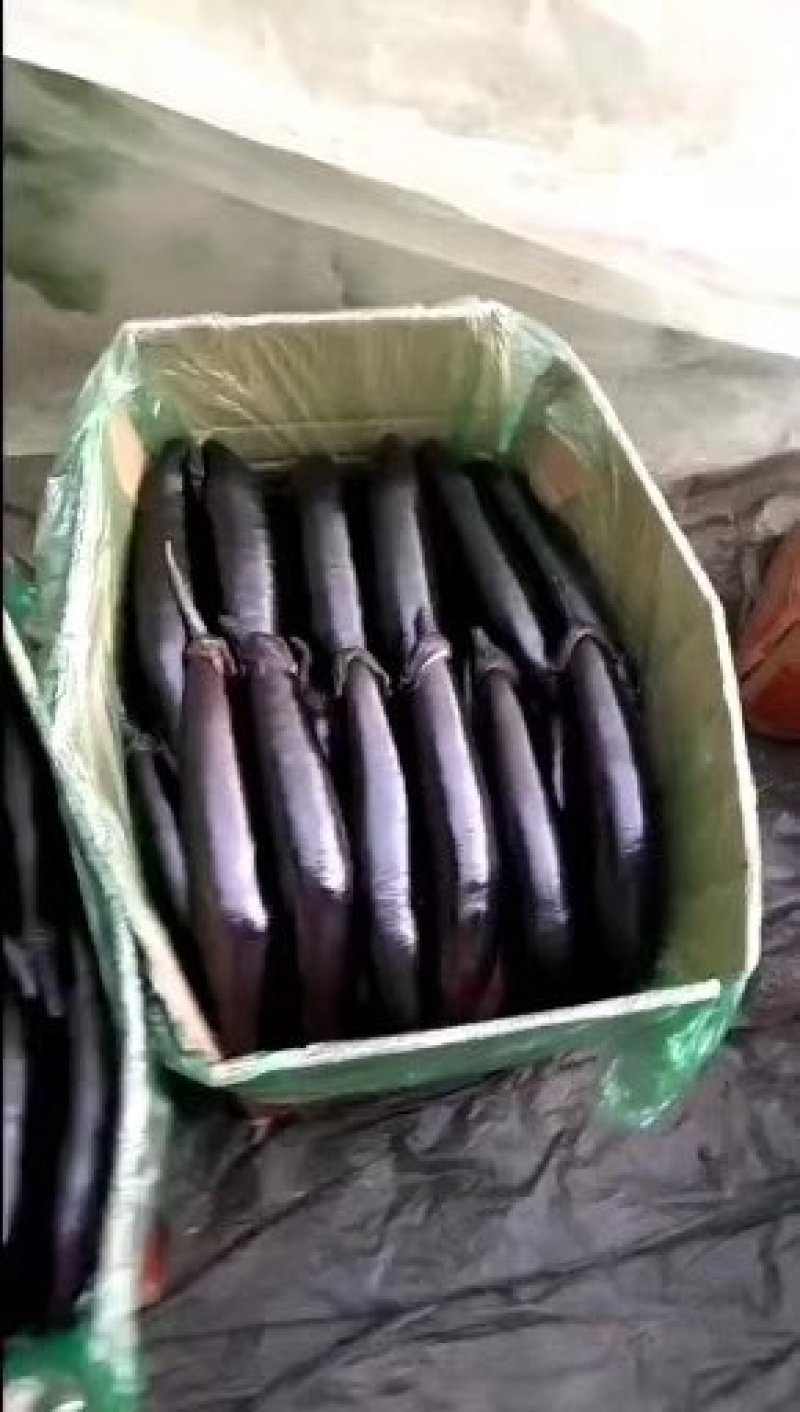 黑长茄紫把黑长茄产地直销货源充足物美价廉欢迎采购