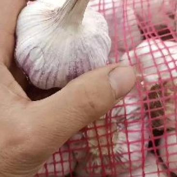 河南蒜种大青稞蒜种大量有货全干蒜河南蒜种