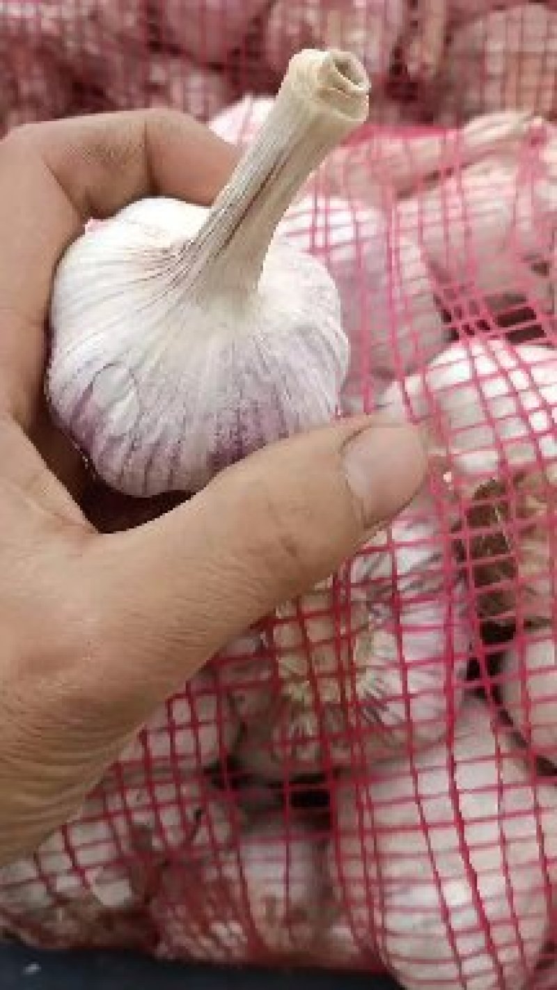 河南蒜种大青稞蒜种大量有货全干蒜河南蒜种