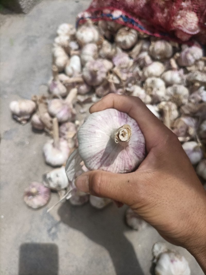 河南蒜种大青稞蒜种大量有货全干蒜河南蒜种