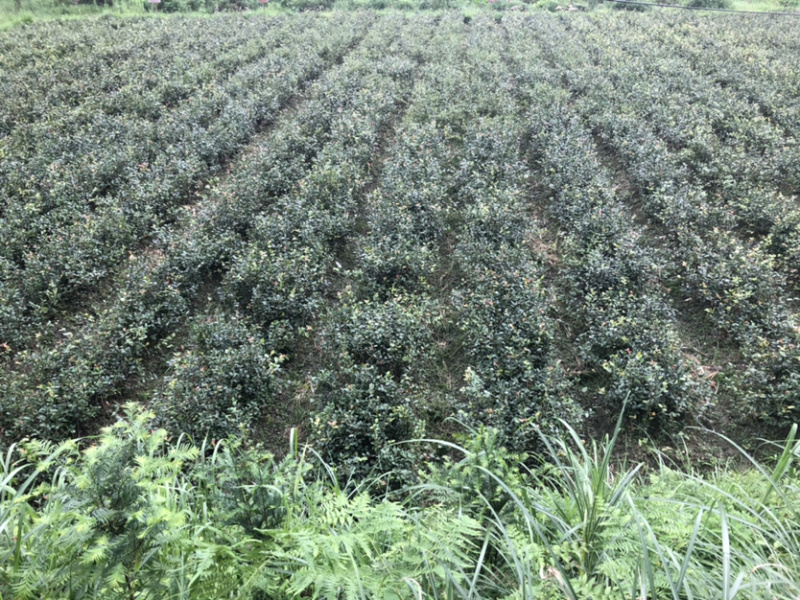 优质的长林和湘林系列油茶苗