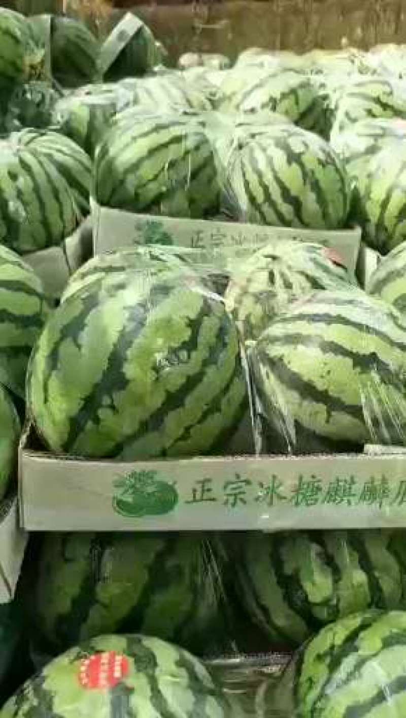 美都大棚美都西瓜一手货源，产地直供，可视频看货，量大从优