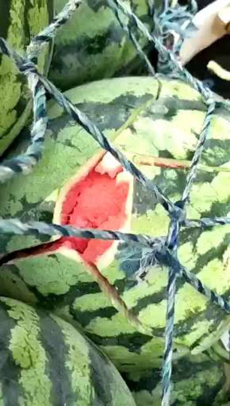 美都大棚美都西瓜一手货源，产地直供，可视频看货，量大从优