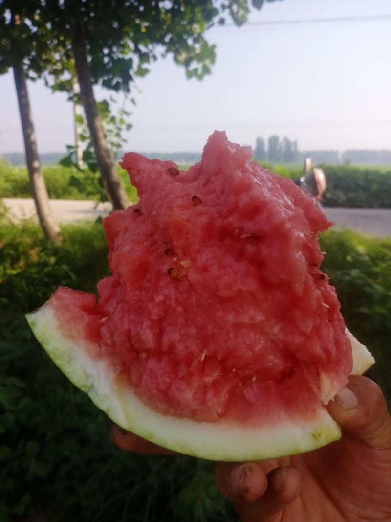 美都大棚美都西瓜一手货源，产地直供，可视频看货，量大从优