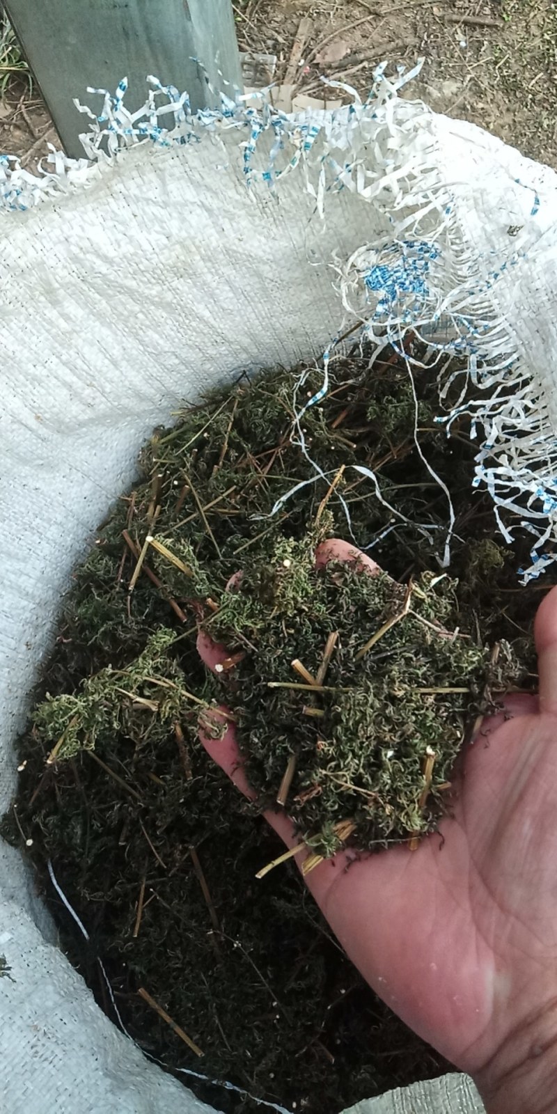 野生黄蒿大别山野生中草药新货河南信阳野生货