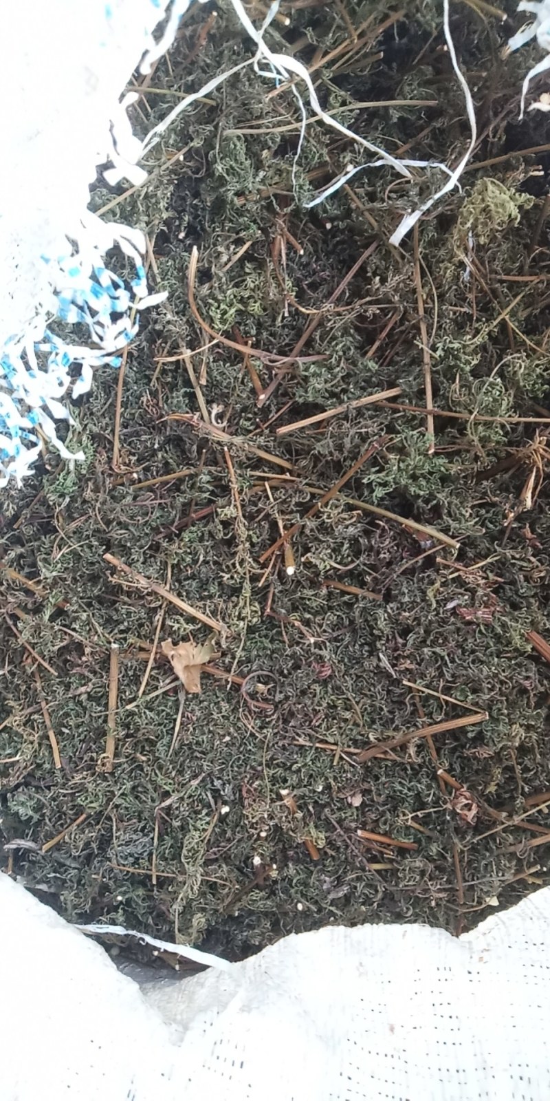 野生黄蒿大别山野生中草药新货河南信阳野生货