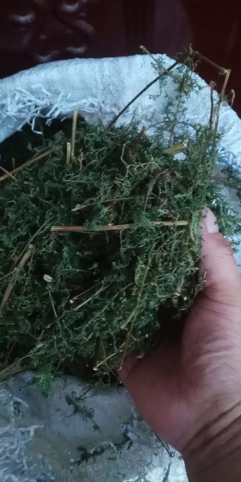 野生黄蒿大别山野生中草药新货河南信阳野生货