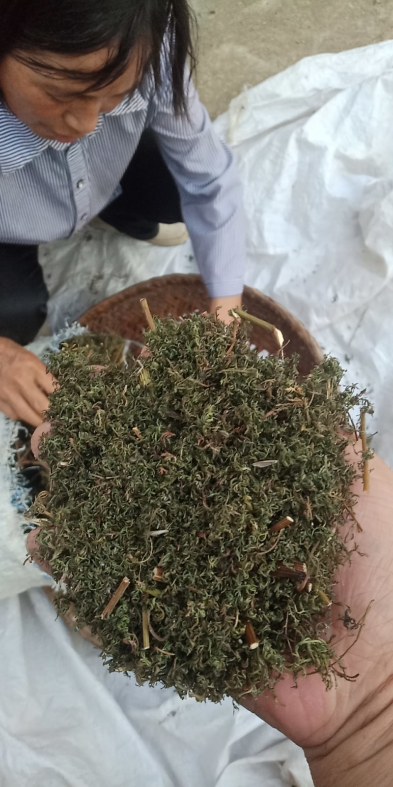 野生黄蒿大别山野生中草药新货河南信阳野生货
