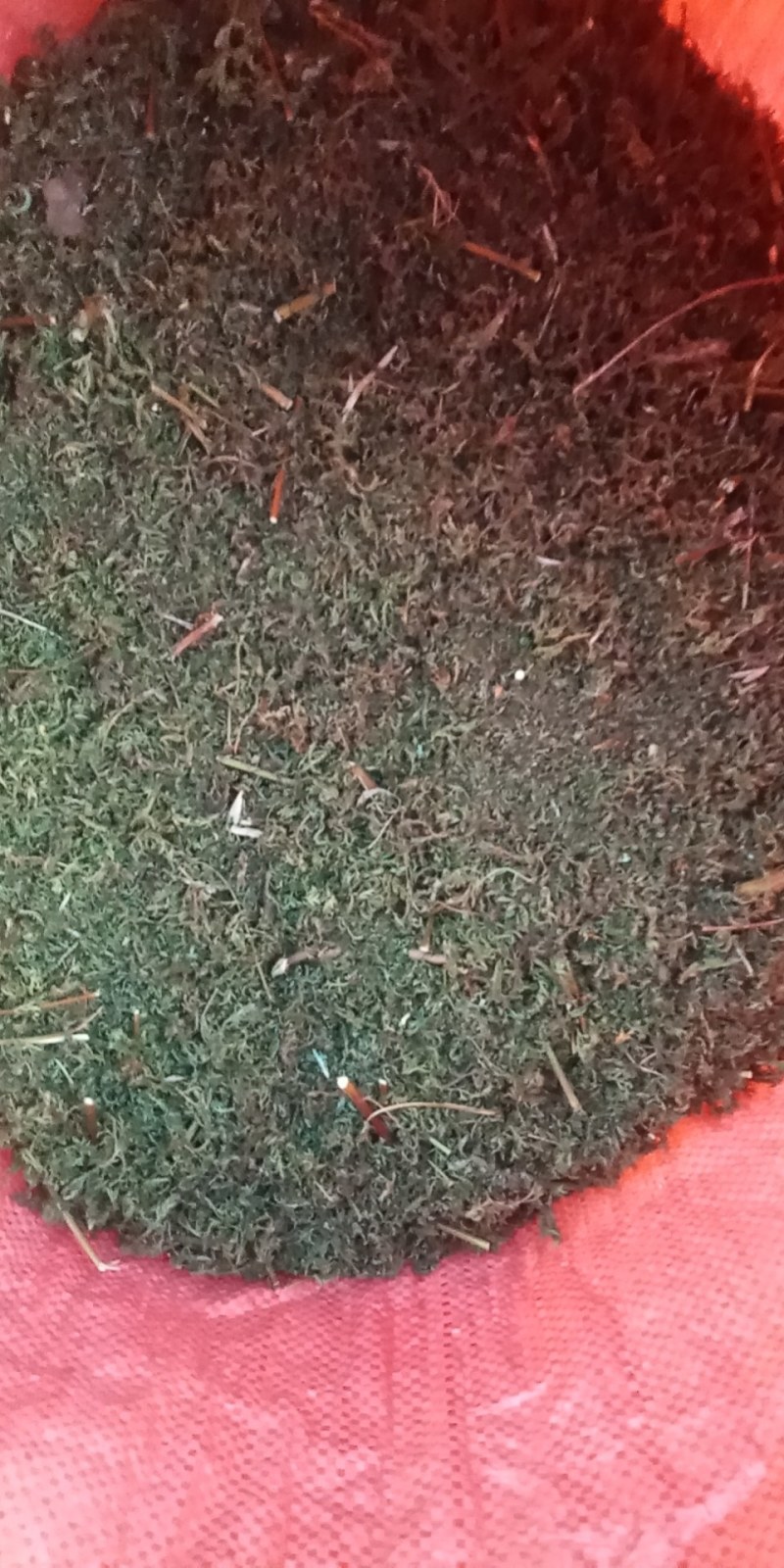 野生黄蒿大别山野生中草药新货河南信阳野生货