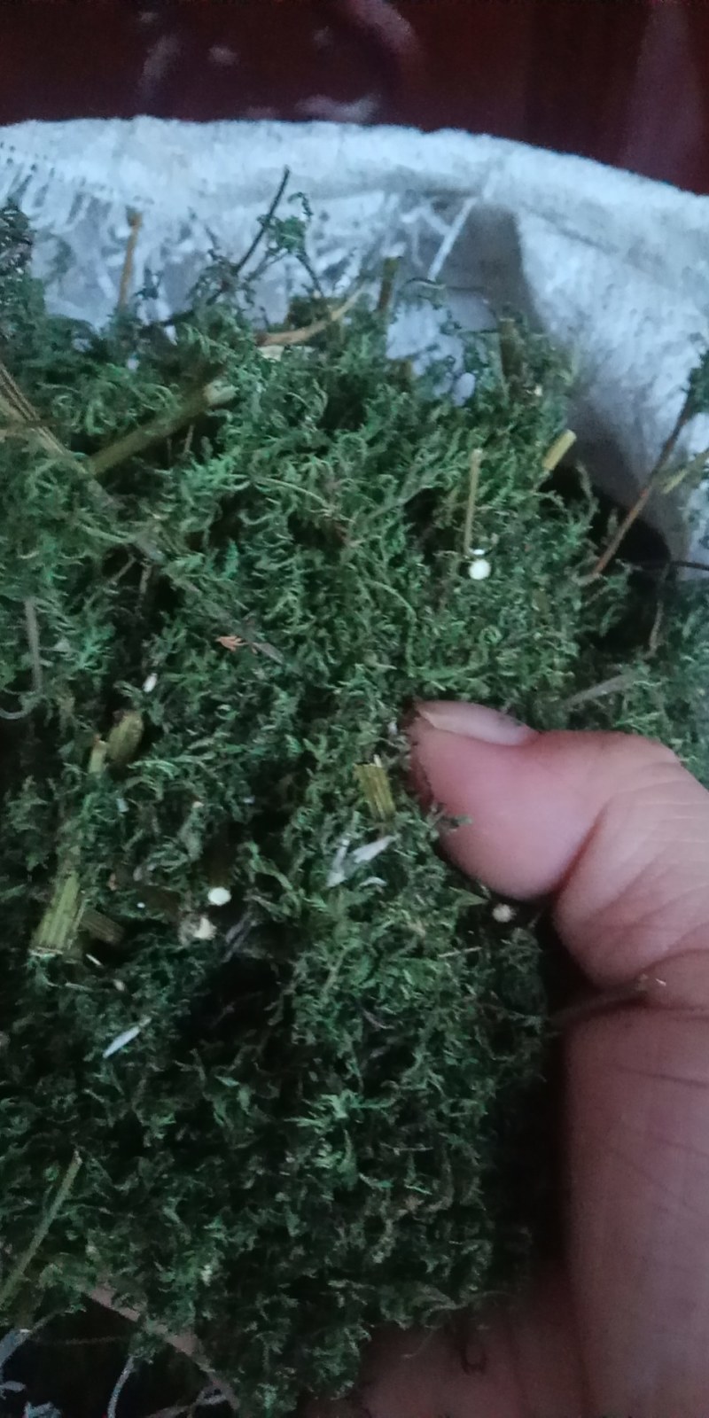 野生黄蒿大别山野生中草药新货河南信阳野生货