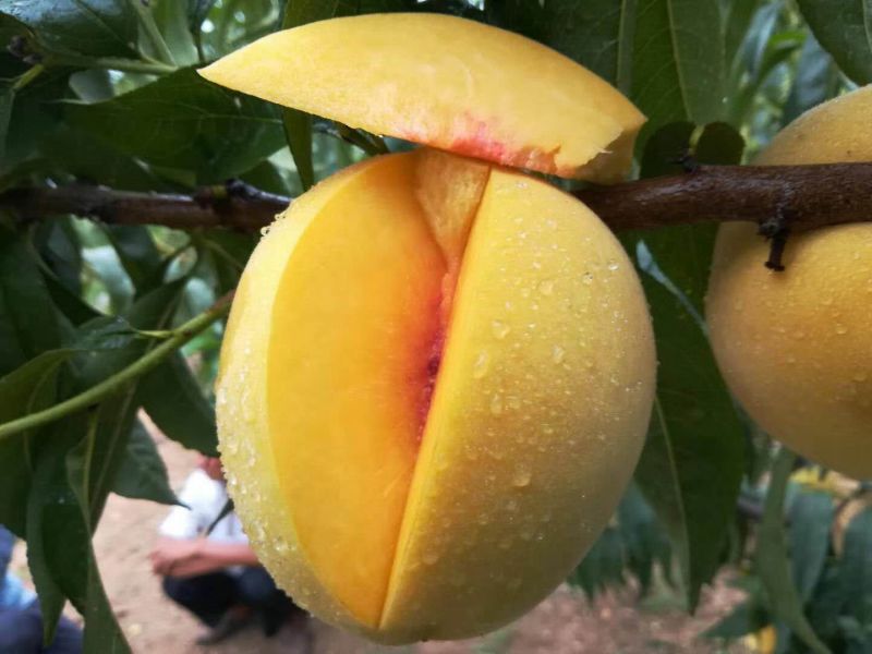 黄桃水蜜桃新鲜水果现摘现发应季孕妇脆桃5斤包邮坏果包赔