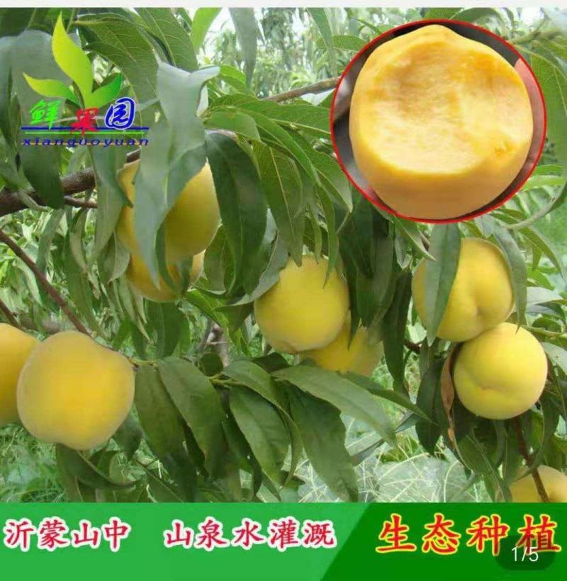 黄桃水蜜桃新鲜水果现摘现发应季孕妇脆桃5斤包邮坏果包赔