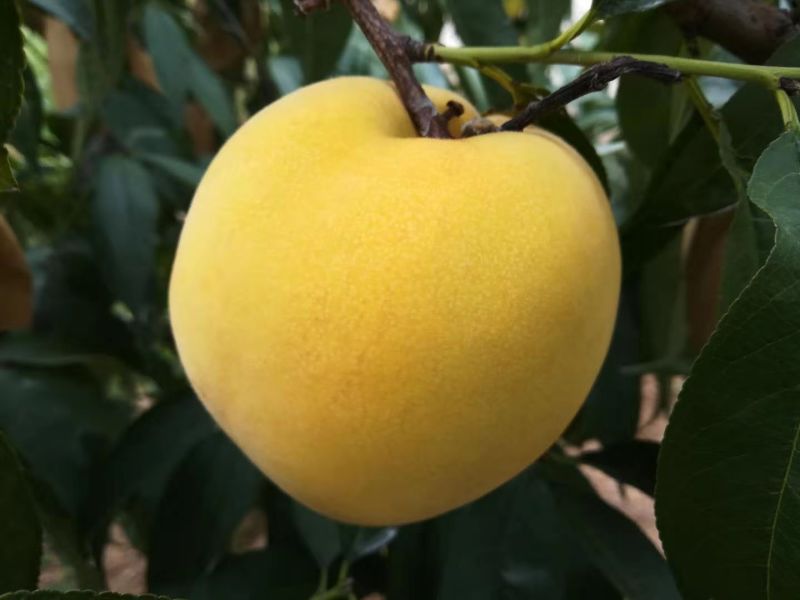 黄桃水蜜桃新鲜水果现摘现发应季孕妇脆桃5斤包邮坏果包赔