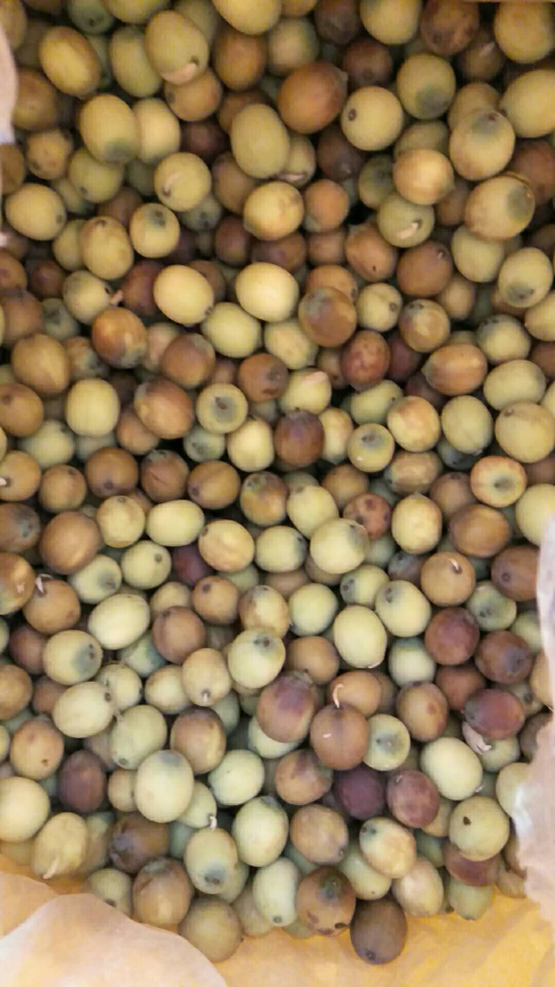 江西莲子，新鲜莲莲子，品质粉糯，个头大，全国可发！