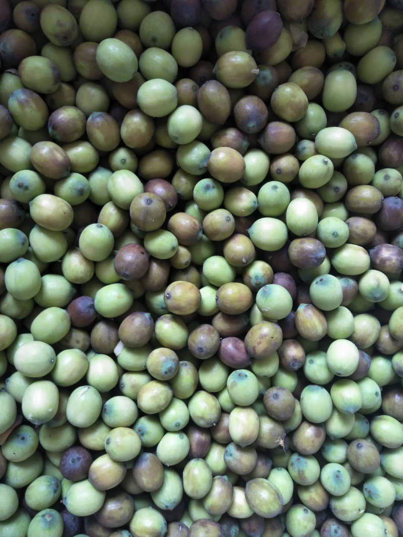 江西莲子，新鲜莲莲子，品质粉糯，个头大，全国可发！